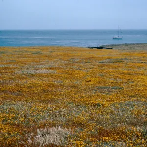 Fraser Point, Santa Cruz Island