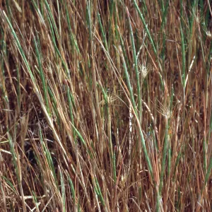 Monerma cylindrica, Fraser Point, Santa Cruz Island