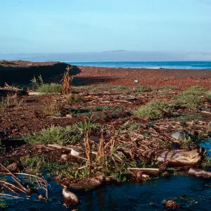 Arundo donax, mouth of Christy Canyon, Santa Cruz Island