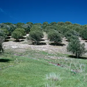olives, Smugglers Cove, 