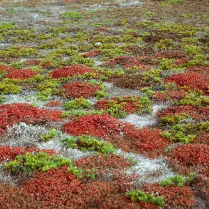 Mesembryanthemum crystallinum, Salicornia, Forneys Cove, Santa Cruz Island