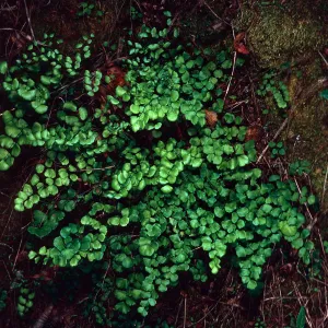 Adiantum, Heuchera, Canyon behind Stanton Ranch, Santa Cruz Island