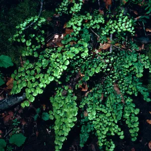 Adiantum, CaÃ±ada Del Puerto, Santa Cruz Island