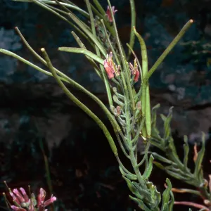 Arabis, North of Buena Vista, Santa Cruz Island