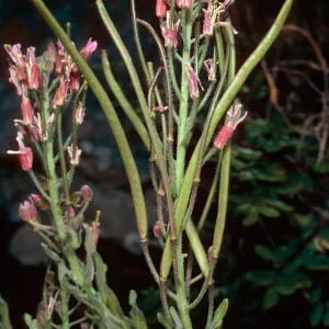 Arabis, North of Buena Vista, Santa Cruz Island
