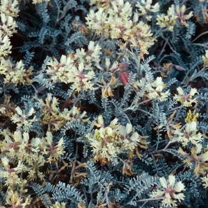 Astragalus miguelensis, Fraser Point peninsula, Santa Cruz Island