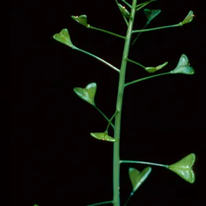Capsella bursa-pastoris, Shepherds Purse, Santa Cruz Island