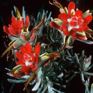 Castilleja hololeuca, SC-2198, Santa Cruz Island