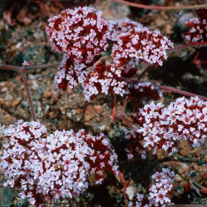 Chorizanthe wheeleri, SC-2721, San Justiniano, Santa Cruz Island