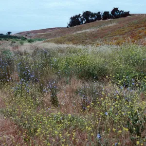 Cichorium, East of Christy Ranch, Santa Cruz Island