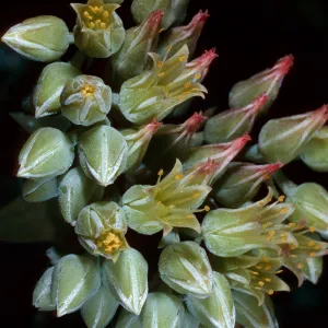 Dudleya candelabrum, SC-2740, Santa Cruz Island
