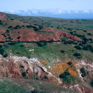 Eschscholzia Californica, Southeast end, Santa Cruz Island