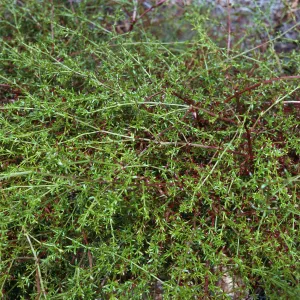 Galium nuttallii insulare, China Pines, Santa Cruz Island