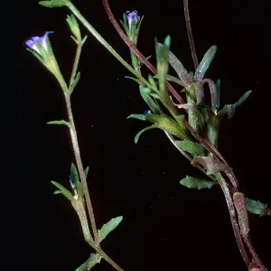 Githopsis, Santa Cruz Island