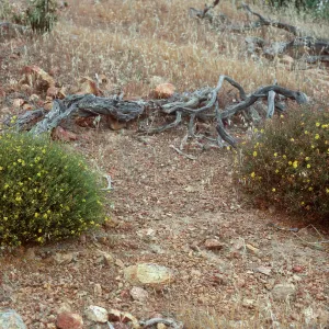 Helianthemum hybrid (L) + greenei (R), East of Twin Harbor, Santa Cruz Island