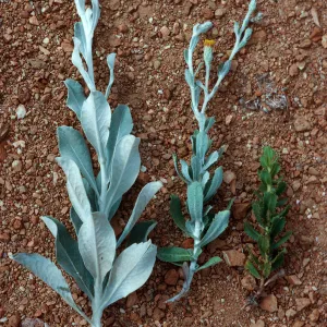 Haplopappus detonsus, H. squarrosus, hybrid, South Ridge road, Santa Cruz Island