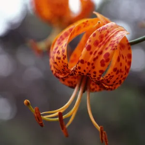 Lilium humboldtii, Central Valley, just West of U. C. field station, Santa Cruz Island