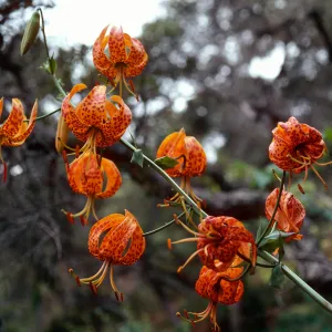Lilium humboldtii, Central Valley, just West of U. C. field station, Santa Cruz Island