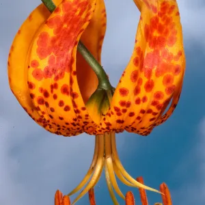 Lilium humboldtii, just West of field station, Santa Cruz Island