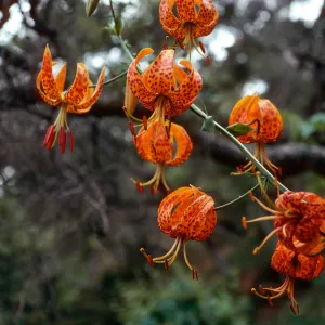 Lilium humboldtii, Central Valley, just West of U. C. field station, Santa Cruz Island