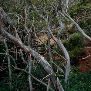 Lyonothamnus, Islay Canyon, study grove, Santa Cruz Island