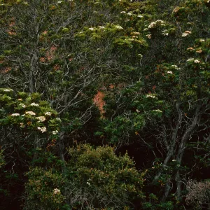 Lyonothamnus, Islay Canyon, study grove, Santa Cruz Island