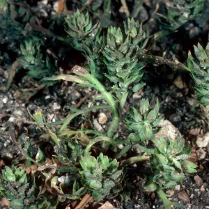 Lepidium latipes, Navy Road, just East of road from airport, Santa Cruz Island