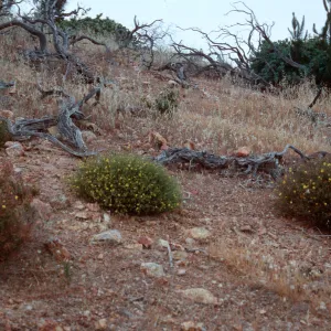 2 Helianthemum species + hybrid, East of Twin Harbor, Santa Cruz Island