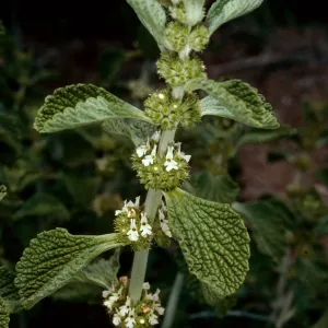 Marrubium, Horehound, road to Coches, Santa Cruz Island