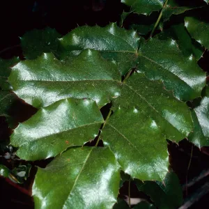 Mahonia pinnata insularis, Campo Raton, Santa Cruz Island