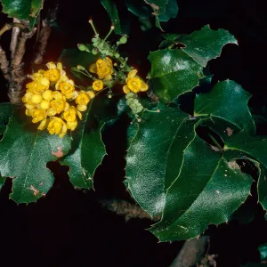 Mahonia pinnata ssp. insularis, Campo Raton, Santa Cruz Island