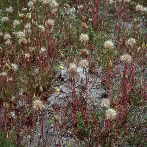 Microseris heterocarpa, East end of Fraser Point Road, Santa Cruz Island