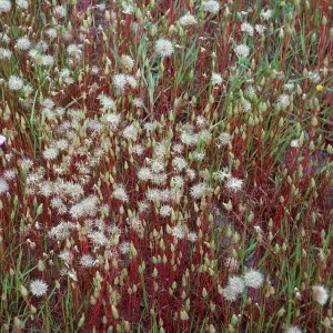 Microseris heterocarpa, East end of Fraser Point Road, Santa Cruz Island