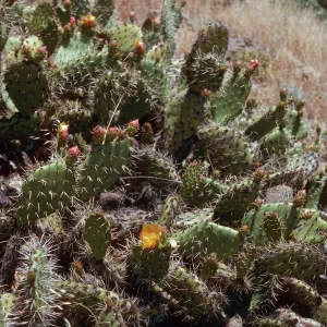 Opuntia littoralis, ridge, East of Cottonwood Canyon, Santa Cruz Island