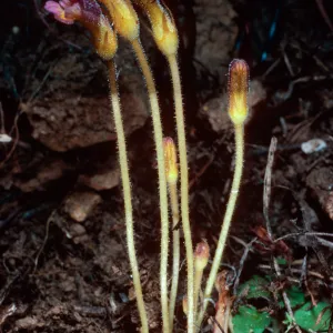 Orobanche uniflora, Santa Cruz Island