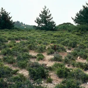 prostrate Adenostoma, East of navy base, Santa Cruz Island