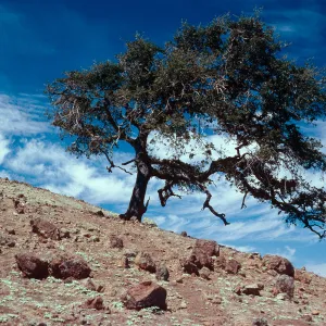 Quercus macdonaldii, on ridgetop, just East of Peak 2015, note: from California Oaks book, Santa Cruz Island