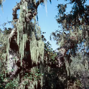 Ramalina, East of Campo Raton, Santa Cruz Island