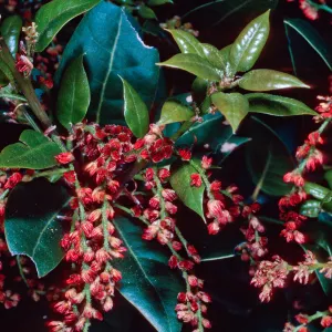 Quercus parvula, East of navy base, note: from California Oaks book, Santa Cruz Island