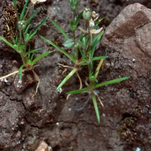 Sagina apetala, SC-1051, upper West fork of Orizaba Canyon, Santa Cruz Island
