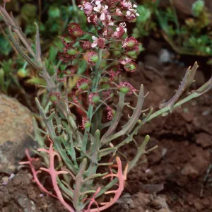 Thysanocarpus conchuliferus, upper West fork of Orizaba Canyon, Santa Cruz Island