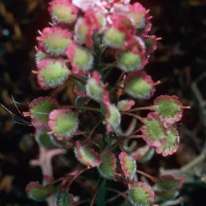 Thysanocarpus conchuliferus, Picacho Diablo, Santa Cruz Island