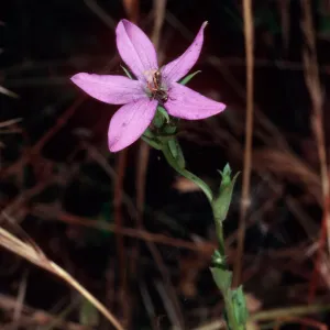Triodanis biflora, SC-410, mouth of Olsens Cave, Santa Cruz Island