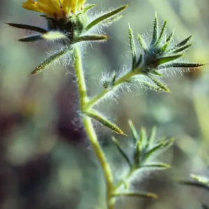 Hemizonia fitchii, South ridge Road, by El Tigre, Santa Cruz Island