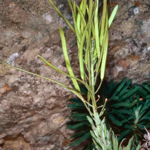 Arabis hoffmannii, North of Buena Vista, Santa Cruz Island