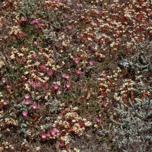 Dudleya nesiotica, Sidalcea, Fraser Point, Santa Cruz Island