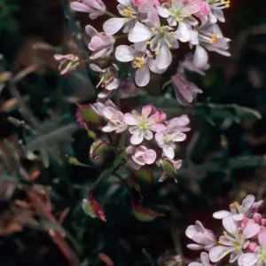 Thysanocarpus conchuliferus, three-quarter mile West of Picacho Diablo, Santa Cruz Island