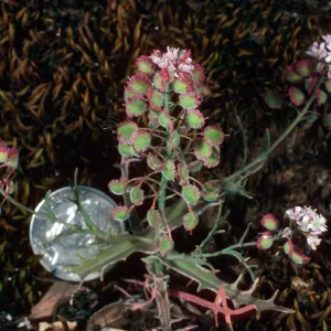 Thysanocarpus conchuliferus, Picacho Diablo, Santa Cruz Island