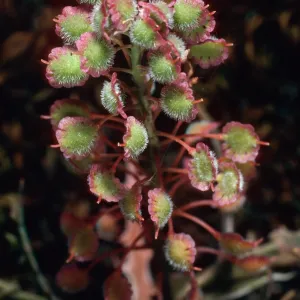 Thysanocarpus conchuliferus, three-quarter mile West of Picacho Diablo, Santa Cruz Island