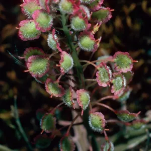 Thysanocarpus conchuliferus, Picacho Diablo, Santa Cruz Island